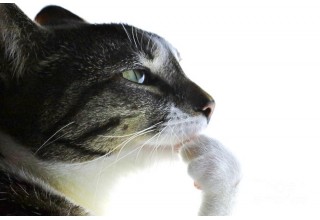 Вчені перерахували всі можливі вирази обличчя котів. Вгадаєте кількість? :)