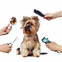 Товари для догляду за тваринами