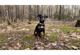 "Наші" хвостики - найкращі!