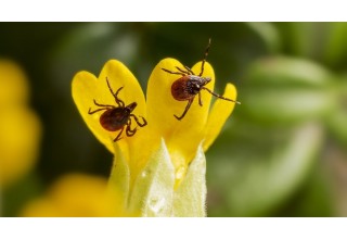 Сезон кліщів: як вберегти домашніх улюбленців і себе від небезпечних інфекцій