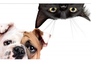 Що коту - коробка, те собаці - ямка. Важлива інформація для тих, хто хоче потішити хвостатого друга