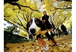 Добре вигуляти собаку - це як? Головні правила для здоров'я Вашого друга