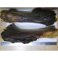 Гомілка яловича з жилою сушена, 1 шт